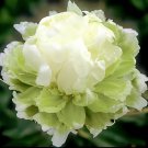 10 Seeds Heirloom 'Ying Ge Lv' Small Green Peony Shrub Fresh Seeds