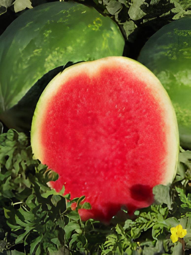 10 Seeds Dark Green Seedless Watermelon Red Inside Fruits Fresh Seeds