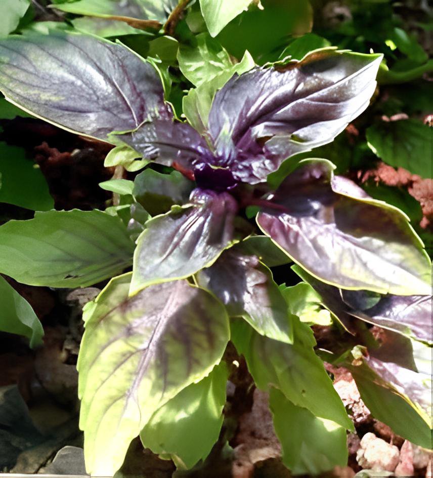 200 Seeds Ocimum basilicum Red Rubin Purple Green Basil Herbs Fresh Seeds