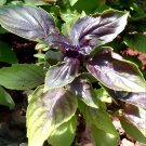 200 Seeds Ocimum basilicum Red Rubin Purple Green Basil Herbs Fresh Seeds