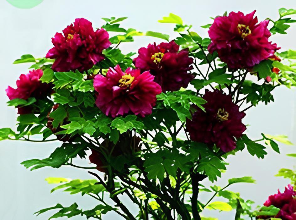 10 Seeds Phoenix Fire' Purple Peony Fresh Seeds