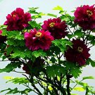 10 Seeds Phoenix Fire' Purple Peony Fresh Seeds