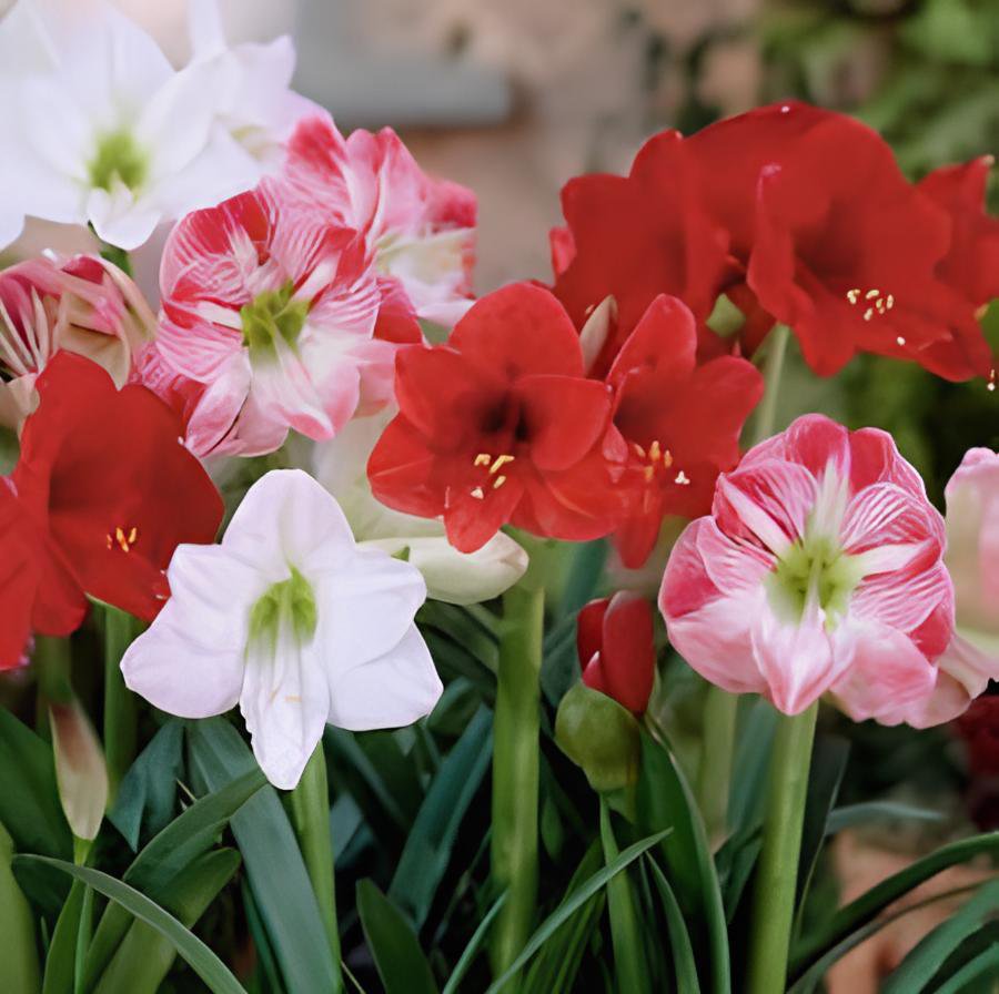 200 Seeds Mixed Amaryllis Not Bulbs Fresh Seeds