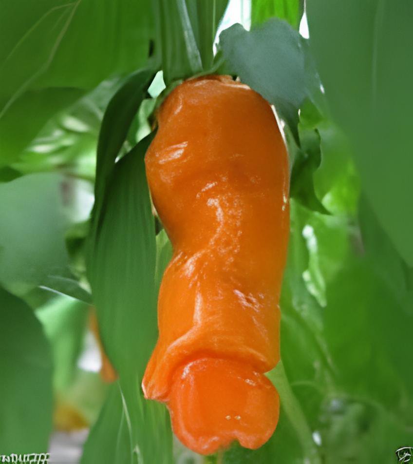 20 Seeds Heirloom Fresh Orange Peter Penis Chili Pepper Organic Fresh Seeds
