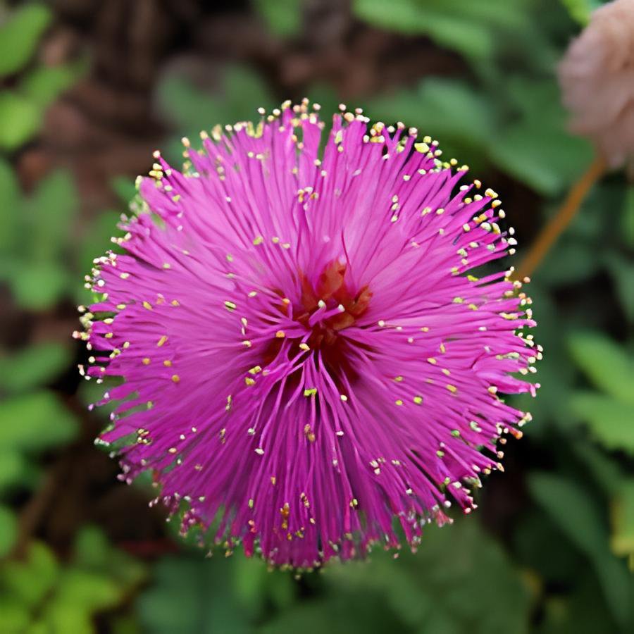 40 Seeds Mimosa Pudica Pink Flowers Sensitive Plant Fresh Seeds