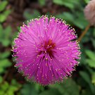 40 Seeds Mimosa Pudica Pink Flowers Sensitive Plant Fresh Seeds