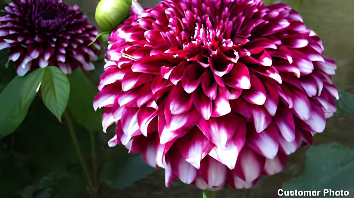 100 Seeds Dahlia Flower Pink Flowers with Whitish Centre Sing Petals Fresh Seeds