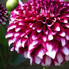 100 Seeds Dahlia Flower Pink Flowers with Whitish Centre Sing Petals Fresh Seeds