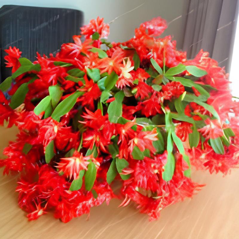 200 Seeds Schlumbergera Flores Christmas Cactus Plant Fresh Seeds