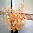 40 Seeds Silver Fan Grass Lunaria Annua Flowers Rare Garden Home Planting Fresh Seeds