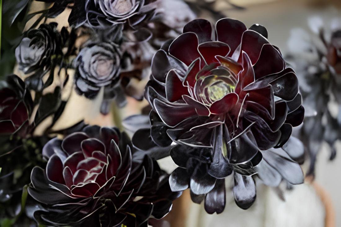 400 Seeds Aeonium 'Zwartkop' Black Master Succulent Plants Perennial Fresh Seeds