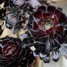 400 Seeds Aeonium 'Zwartkop' Black Master Succulent Plants Perennial Fresh Seeds