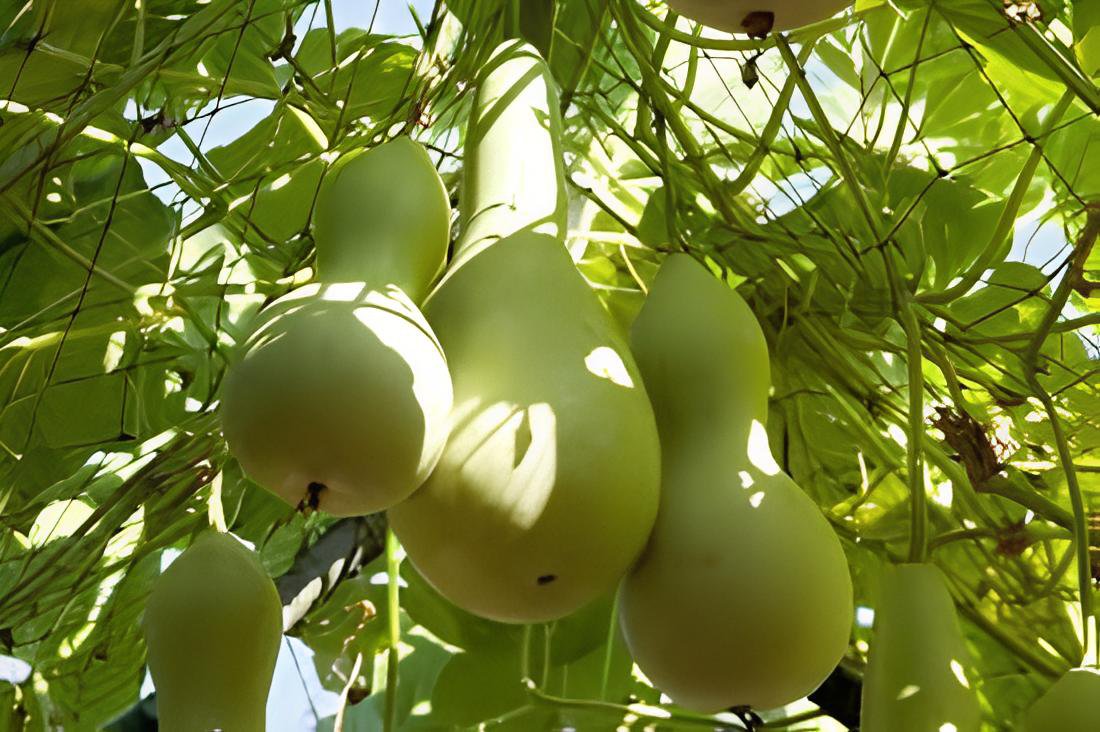 4 Seeds Heirloom Hand Twist Small Ornamental Gourd Fresh Seeds
