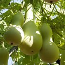 4 Seeds Heirloom Hand Twist Small Ornamental Gourd Fresh Seeds