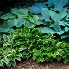 400 Seeds Hosta Perennial - Mixed 8 Types Fresh Seeds