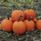 100 Seeds Magic Pumpkin Fresh Seeds