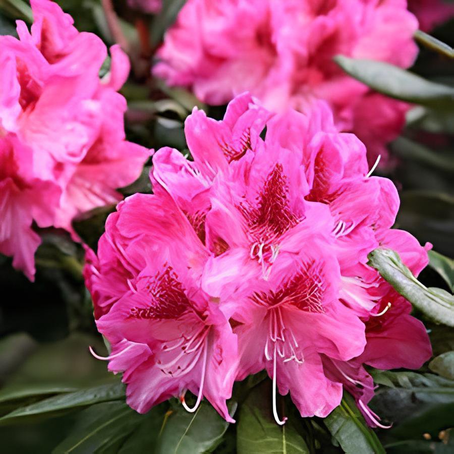 40 Seeds Japanese Azalea Rhododendron Azalea Perennial Flowers Pink Flowers Fresh Seeds