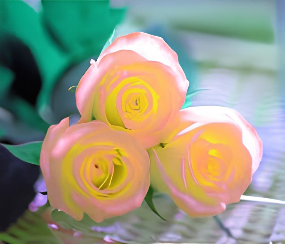 100 Seeds Rare Hybrid Light Pink Yellow Rose Seedling Flower Fresh Seeds