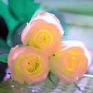100 Seeds Rare Hybrid Light Pink Yellow Rose Seedling Flower Fresh Seeds
