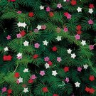 200 Seeds Garden Fern Rare Creeper Vines Grass Dark Green Pink Leaves Fresh Seeds