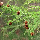 100 Seeds Larch Pine Tree Plants Fresh Seeds