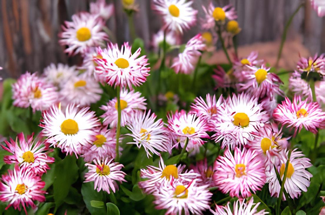 60 Seeds Heirloom White Red Bellis Perennis Daisy Perennial Flower Fresh Seeds