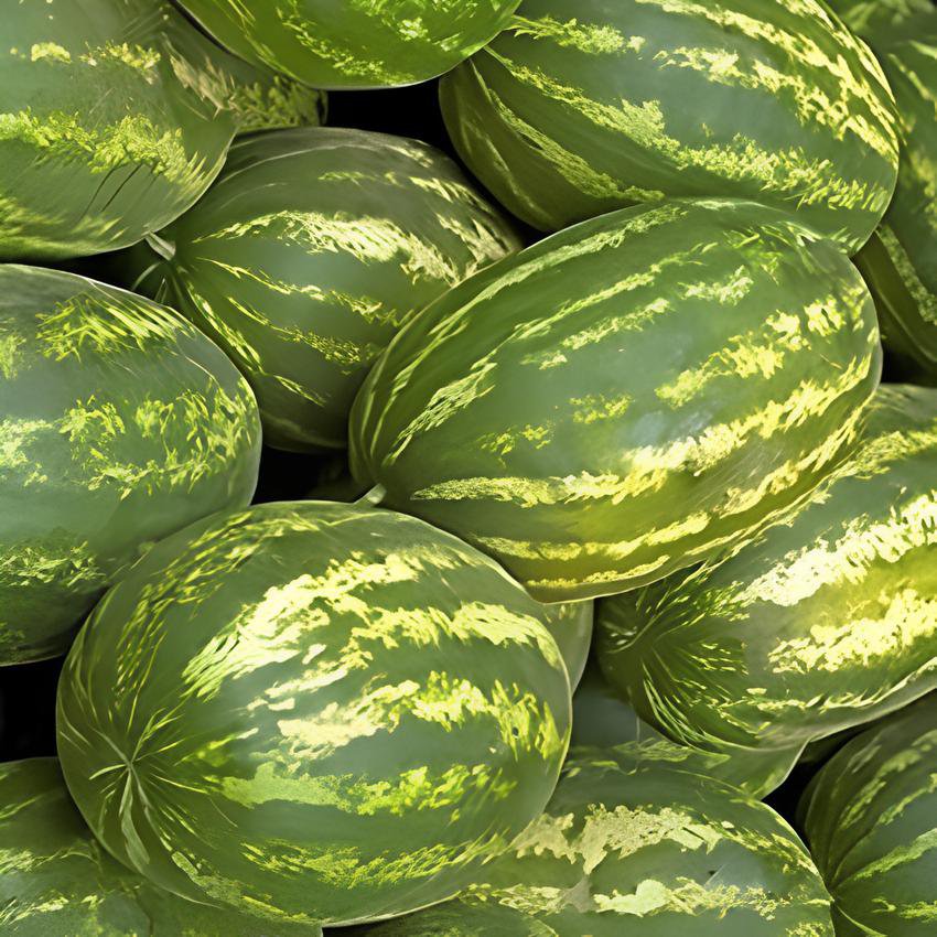 400 Seeds Heirloom Green Crisp Sweet Melon Fruit Fresh Seeds