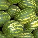 400 Seeds Heirloom Green Crisp Sweet Melon Fruit Fresh Seeds