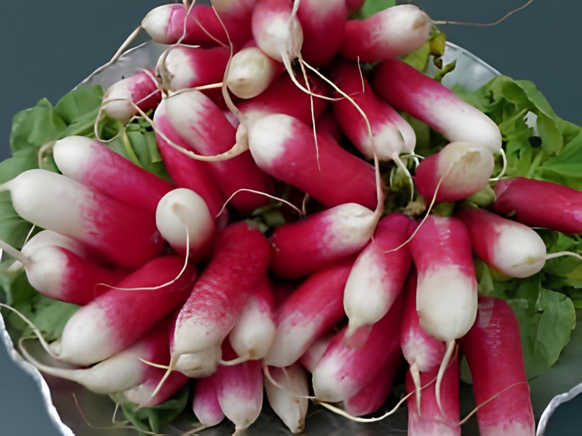 70 Seeds Sausage Radish Seeds Balcony Potted Vegetable Fruit Belle Radish Fresh Seeds