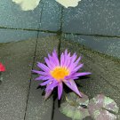 2 Seeds New Light Purple Water Nymph Flower Fresh Seeds
