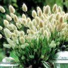 400 Seeds Rainbow Tails Grass Fresh Seeds