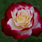 100 Seeds Fragrant Rose Bush Bonsai Cut Flower Fresh Seeds