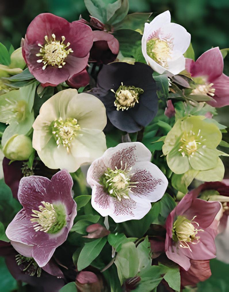 40 Seeds Japanese Potted Helleborus Plant Fresh Seeds