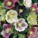 40 Seeds Japanese Potted Helleborus Plant Fresh Seeds