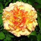 20 Seeds Chinese Peony Flowers - Light Orange Flowers Fresh Seeds