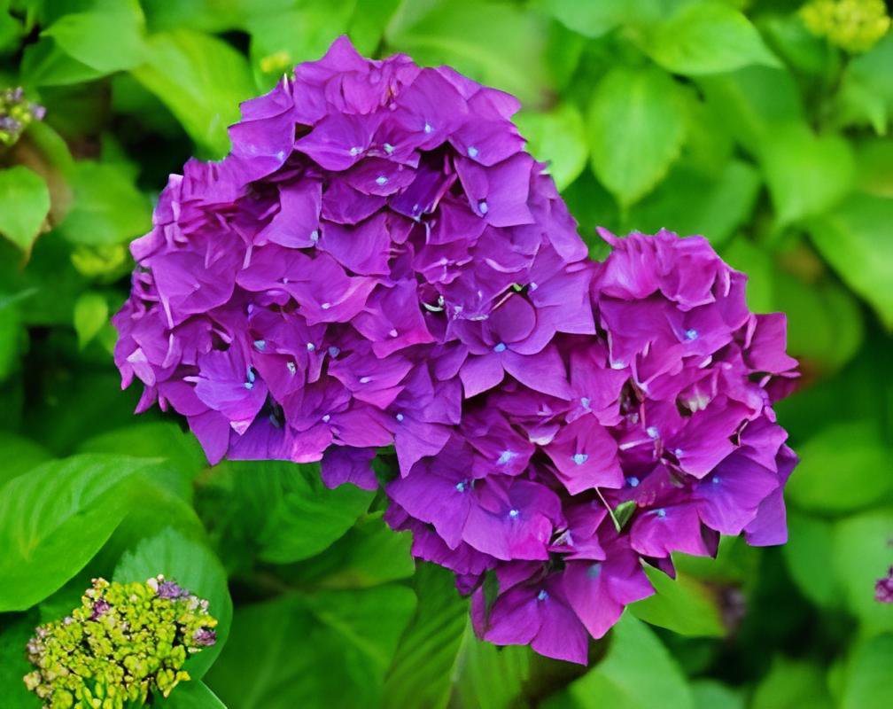 40 Seeds Hydrangea - Bright Purple Flowers Fresh Seeds