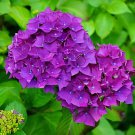 40 Seeds Hydrangea - Bright Purple Flowers Fresh Seeds
