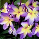 200 Seeds Plumeria Hawaiian- Purple Flowers Fresh Seeds