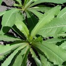 40 Seeds Wild Lettuce Plant Fresh Seeds