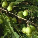 20 Seeds Phyllanthus emblica Indian Gooseberry Gardening Fresh Seeds