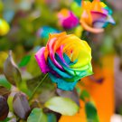 400 Seeds Climbing Rose Fresh Seeds