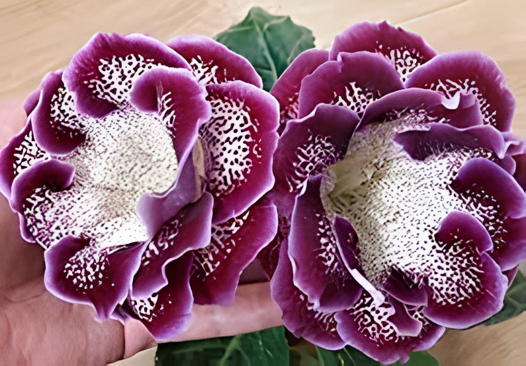 400 Seeds Imported Gloxinia Plant Fresh Seeds