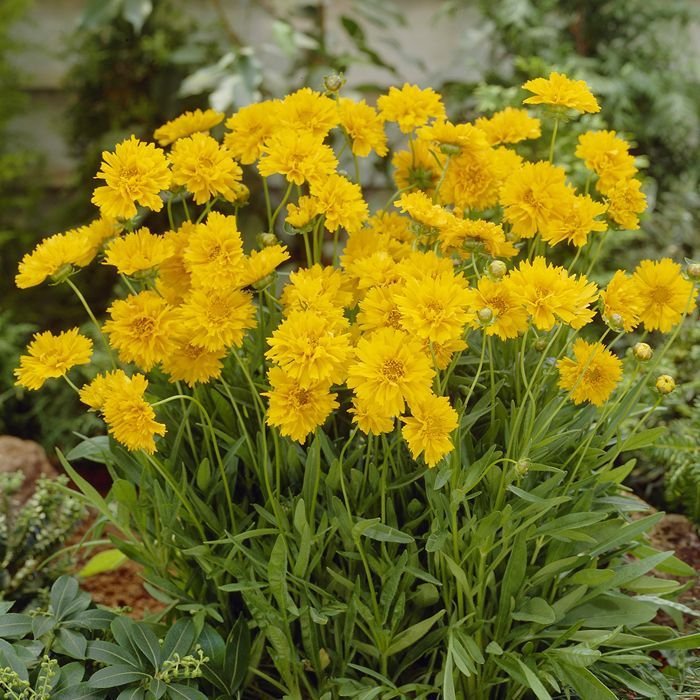 40 Seeds Bonsai Early Sunrise Yellow Coreopsis Flower Fresh Seeds