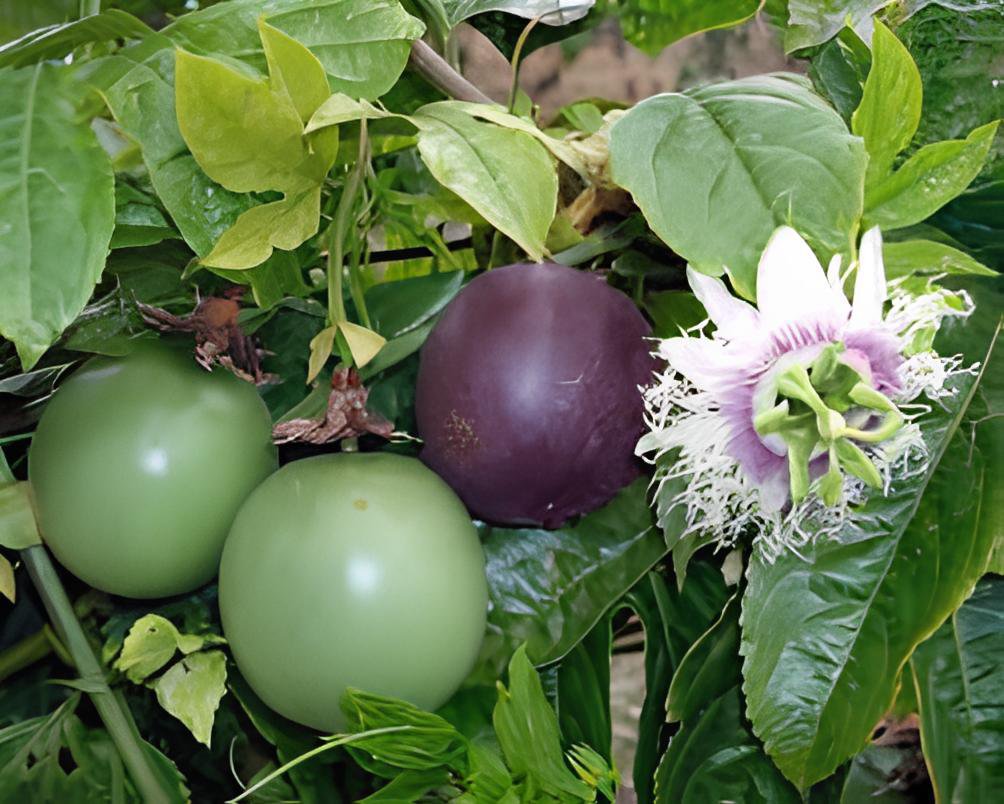 60 Seeds New Passiflora Edulis Passion Fruit Fresh Seeds
