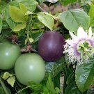 60 Seeds New Passiflora Edulis Passion Fruit Fresh Seeds