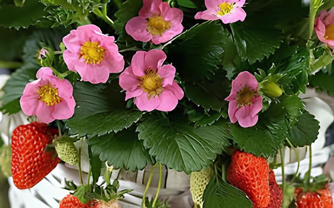 200 Seeds Pikan Strawberry Fresh Seeds