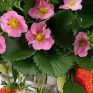 200 Seeds Pikan Strawberry Fresh Seeds