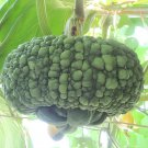 8 Seeds Archaizing Antique Pumpkin Fresh Seeds