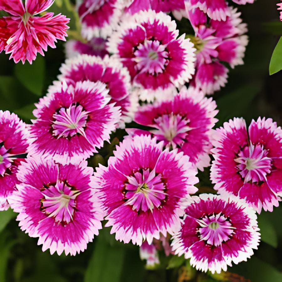 100 Seeds Colorful Pink Seeds Dianthus Chinensis Flower Garden Fresh Seeds