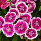 100 Seeds Colorful Pink Seeds Dianthus Chinensis Flower Garden Fresh Seeds
